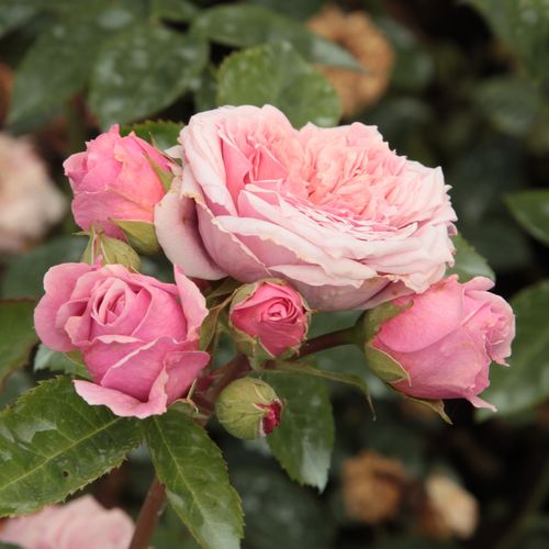 Rosa William Christie™ - rosa - Árbol de Rosas Inglesa - rosal de pie alto- forma de corona tupida